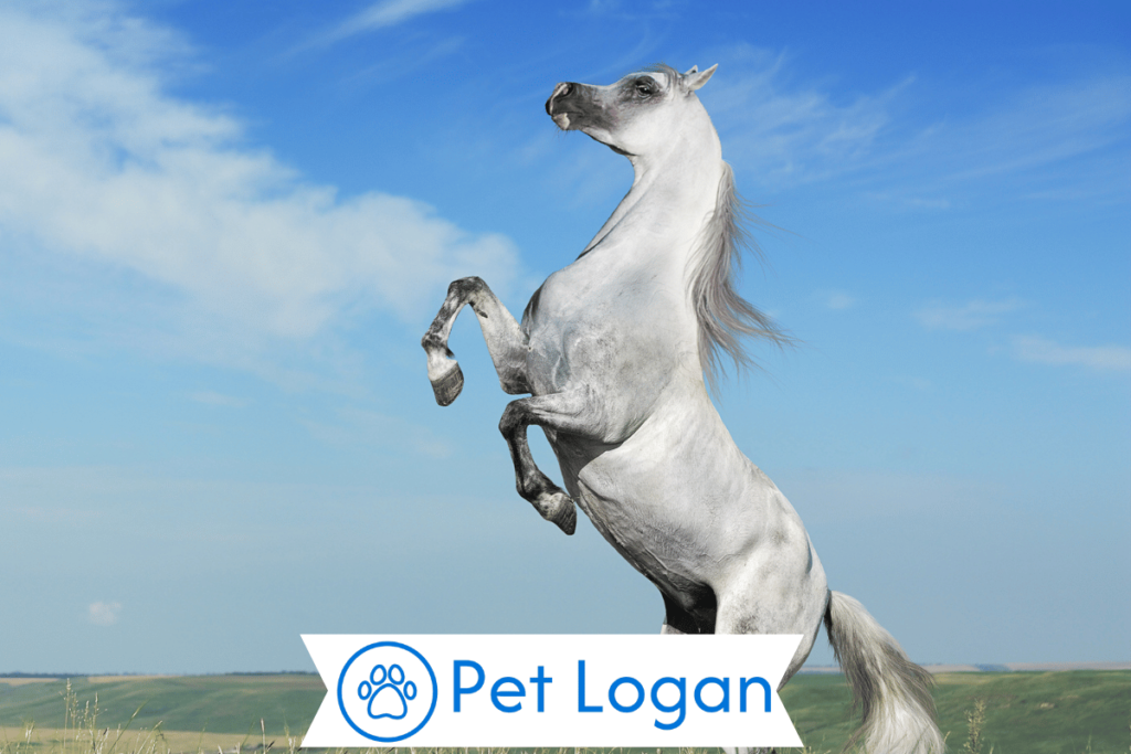 250+ Cool And Catchy Grey Horse Names With Name Generator 1 Cute Grey Horse Names
