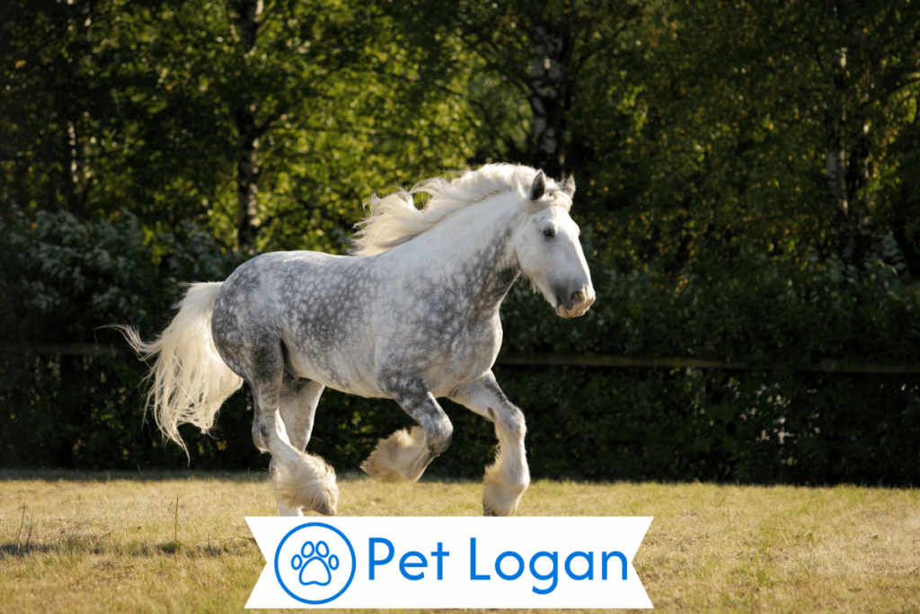 250+ Cool And Catchy Grey Horse Names With Name Generator 2 Unique Grey Horse Names