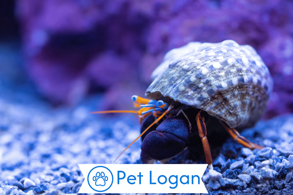 Unique Hermit Crab
