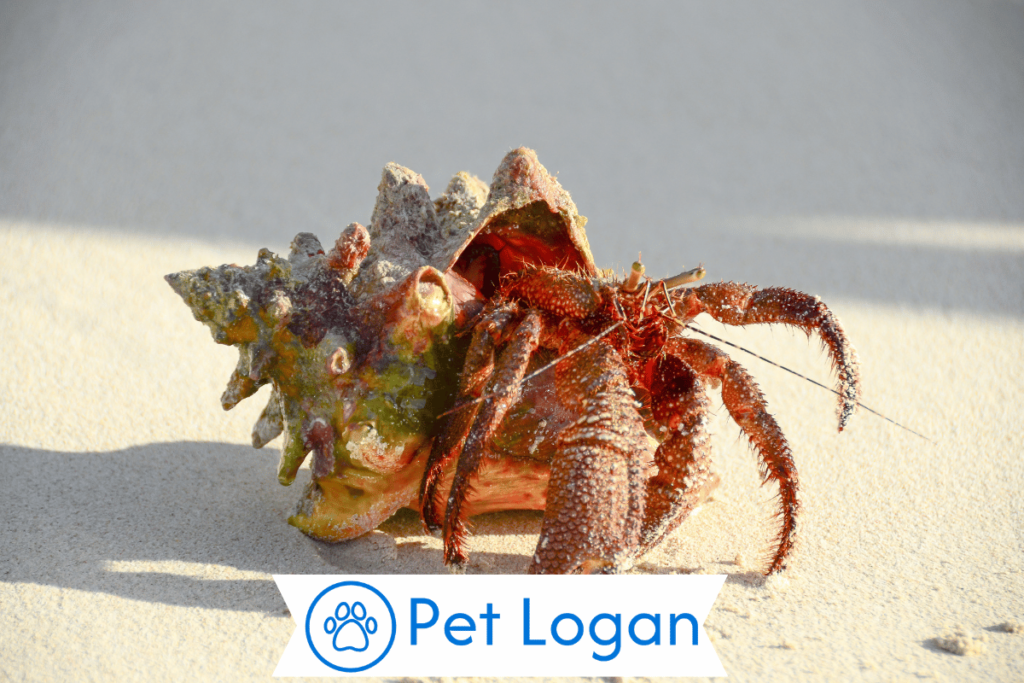 Male Hermit Crab
