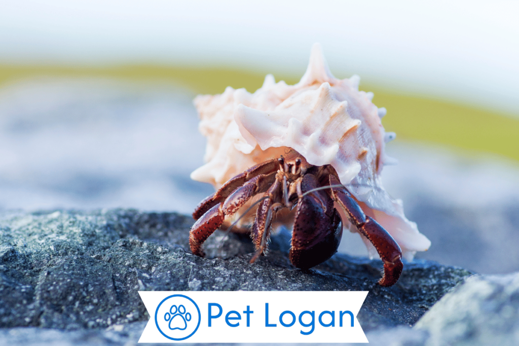 Cute Hermit Crab