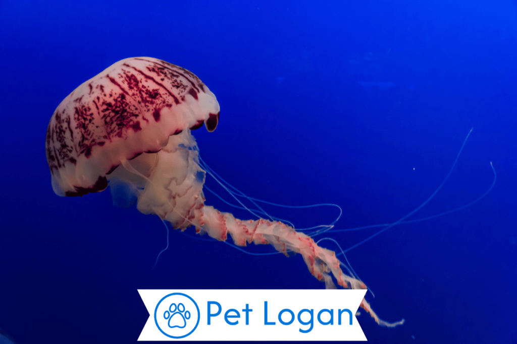 300+ Cute And Catchy Jellyfish Names 1 Cute Jellyfish