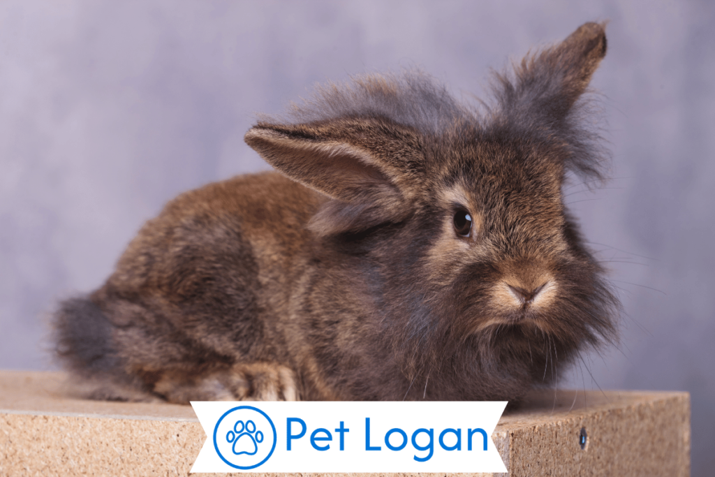 Cool Lionhead Rabbit