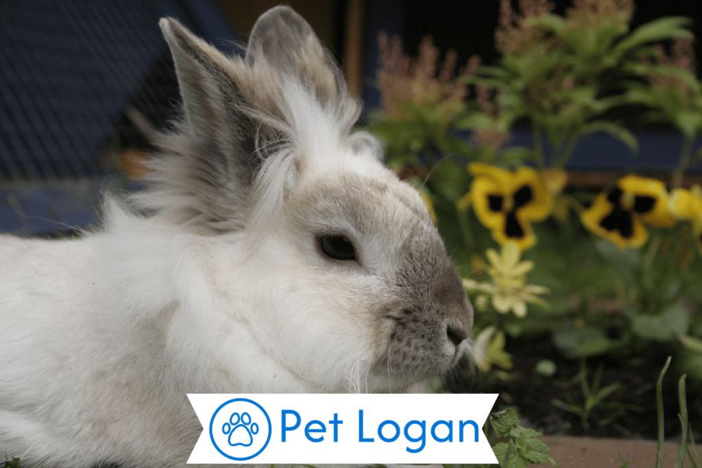 Male Lionhead Rabbit