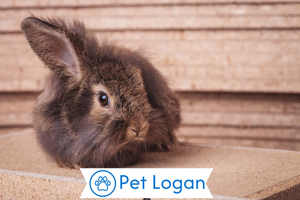 Funny Lionhead Rabbit Names