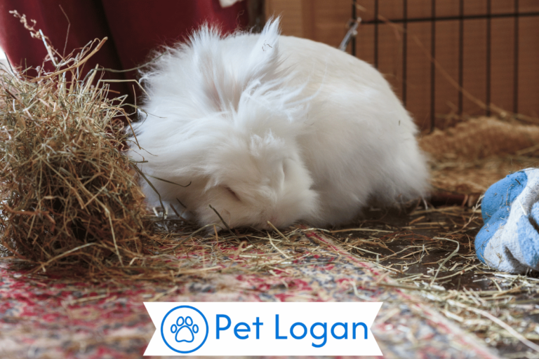 Lionhead Rabbit