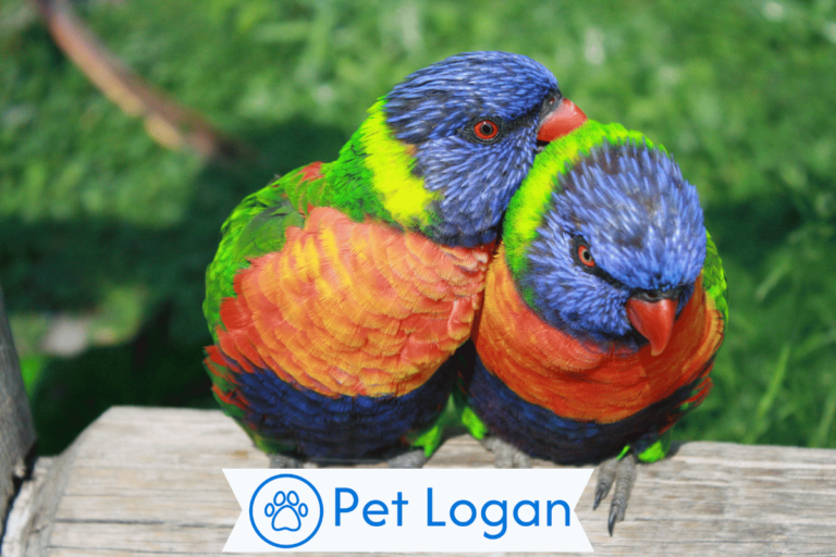 Lovebird Names