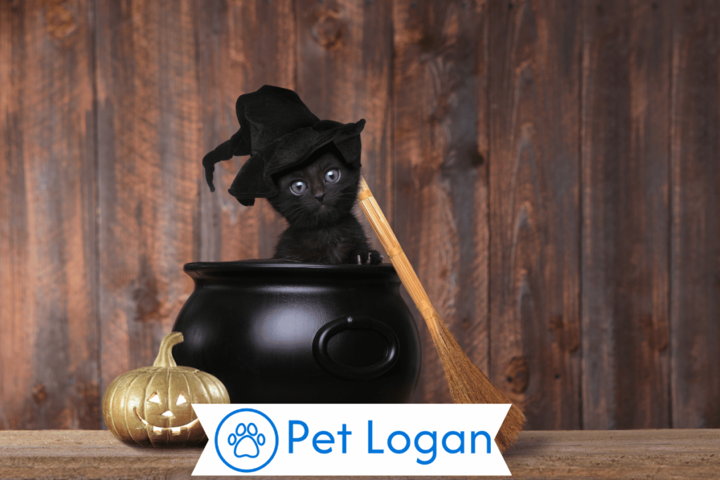 200+ Cool And Catchy Magical Cat Names For Your Spellbinding Feline 3 Female Magical Cat