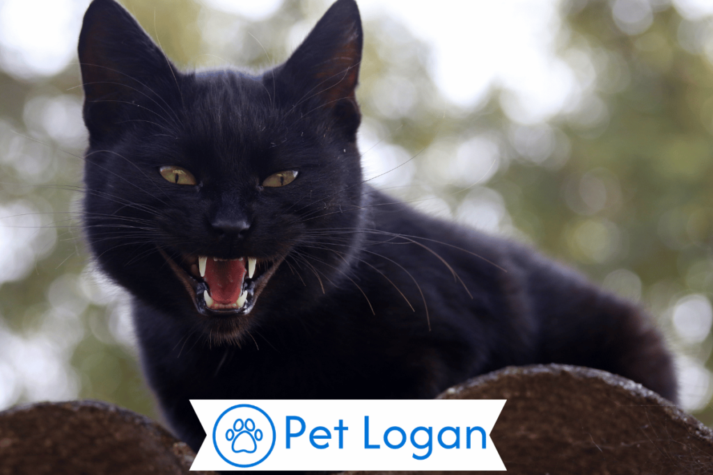 200+ Cool And Catchy Magical Cat Names For Your Spellbinding Feline 2 Unique Magical Cat
