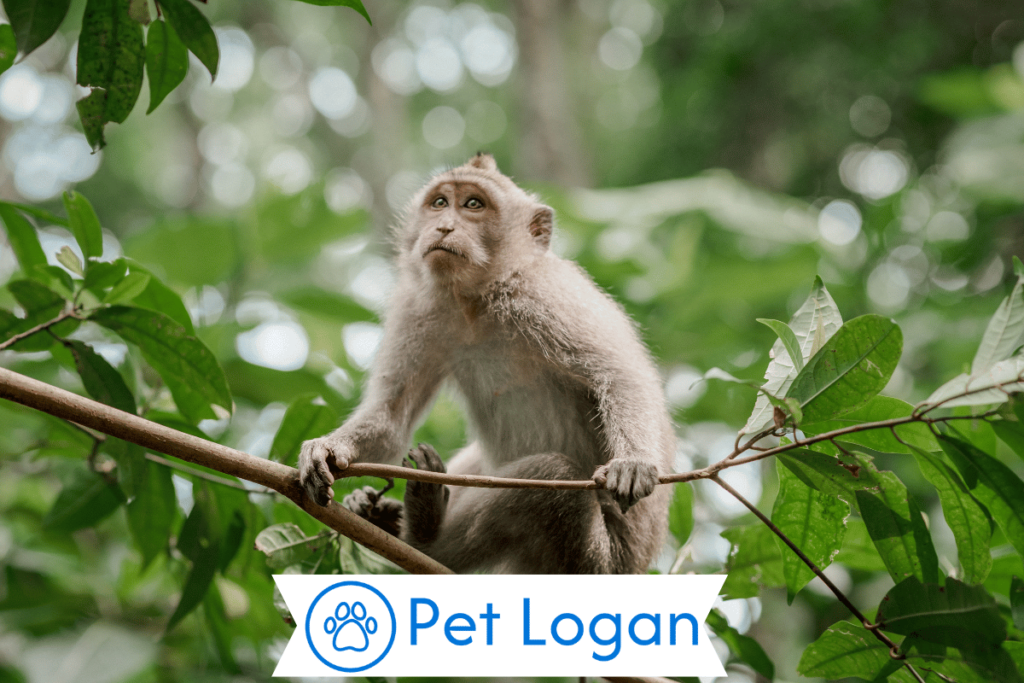 300+ Cute And Funny Monkey Names With Name Generator For Your Cute Buddy 3 Female Monkey Names