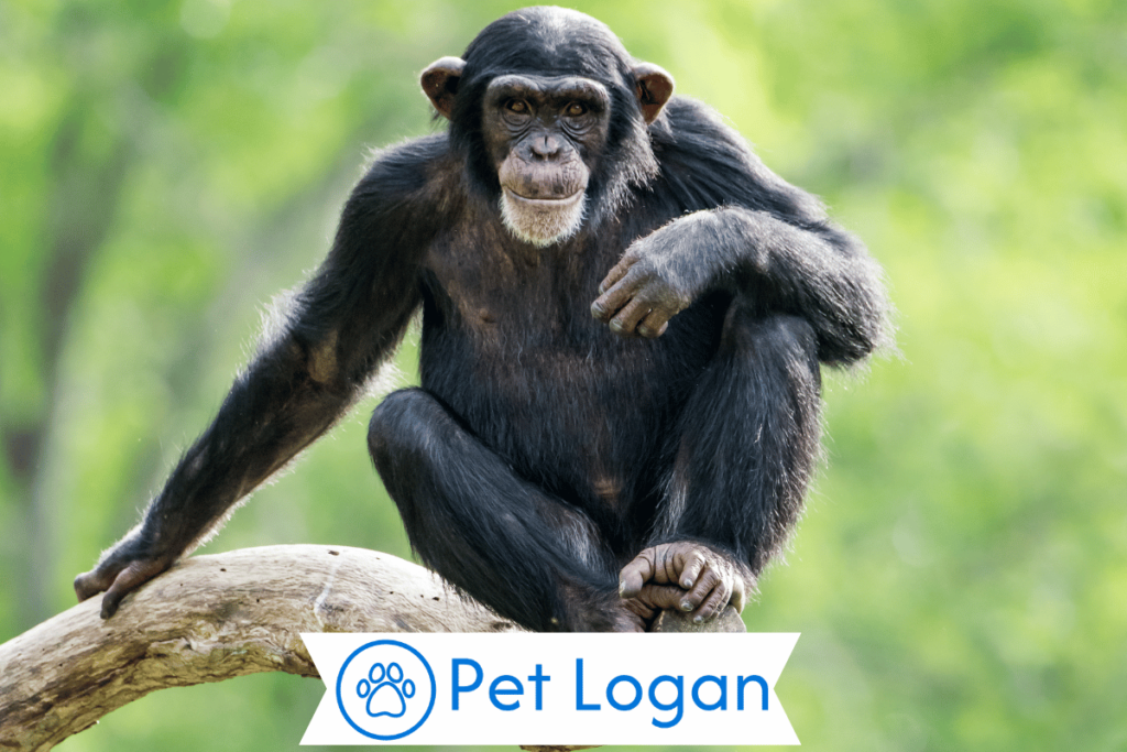 300+ Cute And Funny Monkey Names With Name Generator For Your Cute Buddy 2 Unique Monkey Names