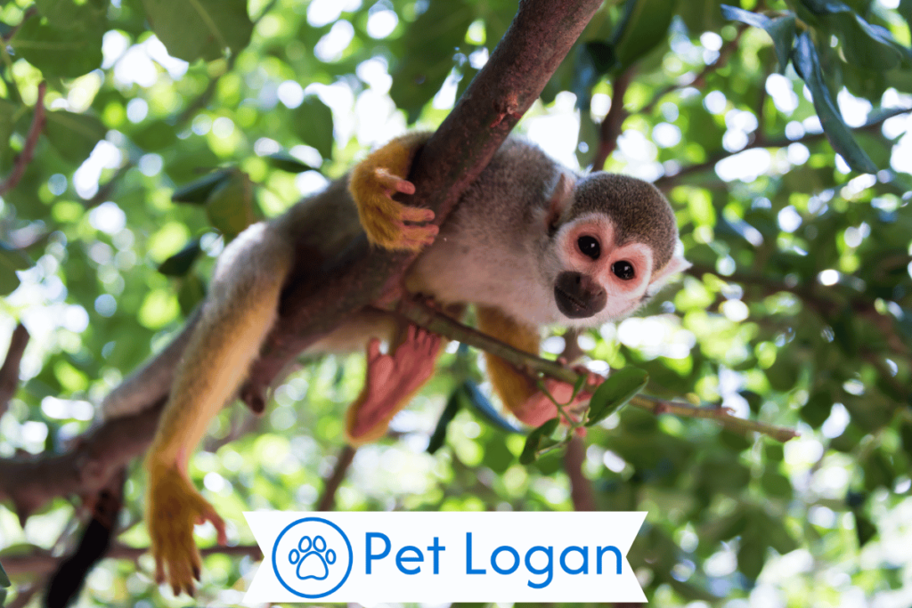 300+ Cute And Funny Monkey Names With Name Generator For Your Cute Buddy 1 Cute Monkey names