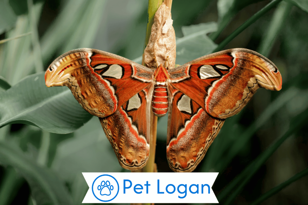 200+ Cool And Catchy Pet Moth Names For Your Colorful Pet 2 Unique Pet Moth