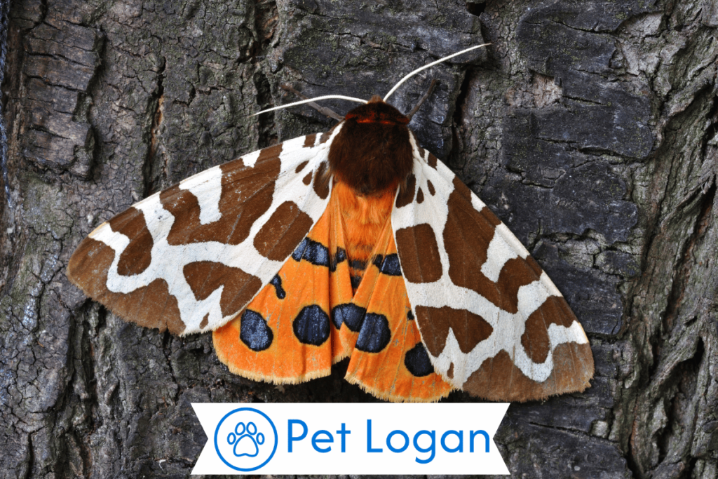200+ Cool And Catchy Pet Moth Names For Your Colorful Pet 3 Female Pet Moth