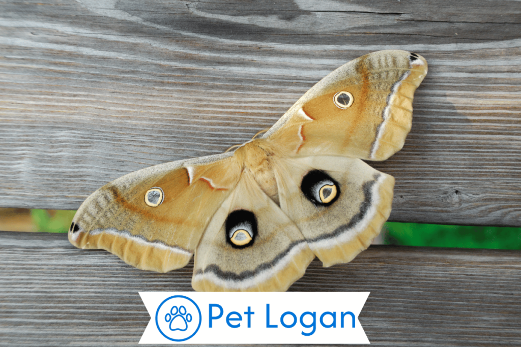 200+ Cool And Catchy Pet Moth Names For Your Colorful Pet 1 Cool pet Moth Names