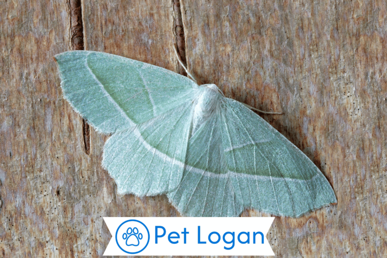 Pet Moth Names