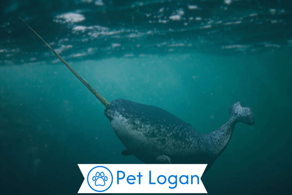 300+ Cool And Catchy Narwhale Names For Your Cute Buddy 1 Cute Narwhal Names