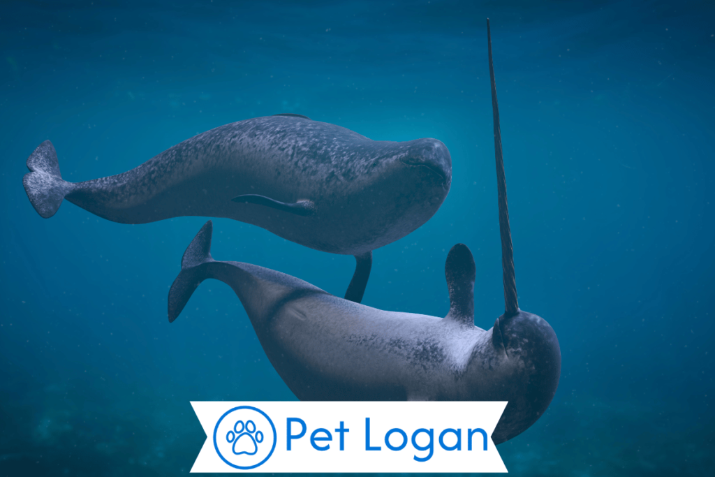 300+ Cool And Catchy Narwhale Names For Your Cute Buddy 2 Unique Narwhal Names