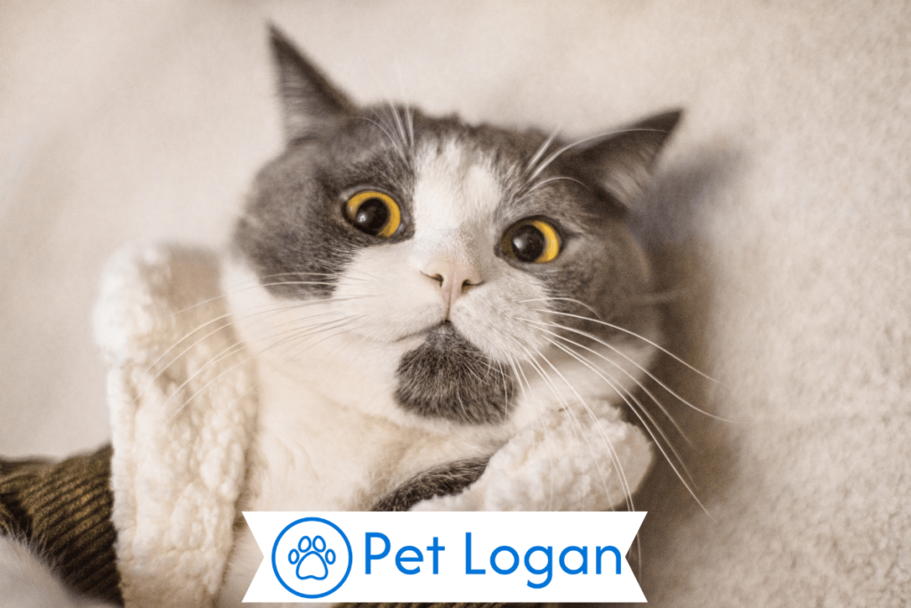 300+ Cute And Catchy Nerdy Cat Names For Your Cool Kitten 1 Cute Nerdy Cat