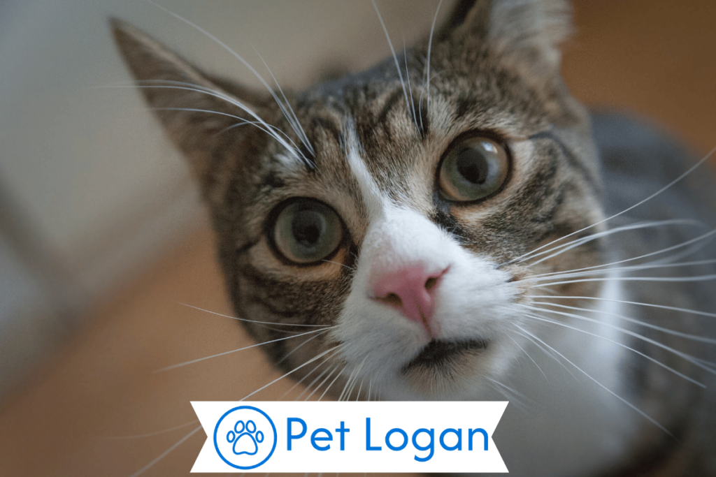 300+ Cute And Catchy Nerdy Cat Names For Your Cool Kitten 2 Unique Nerdy Cat