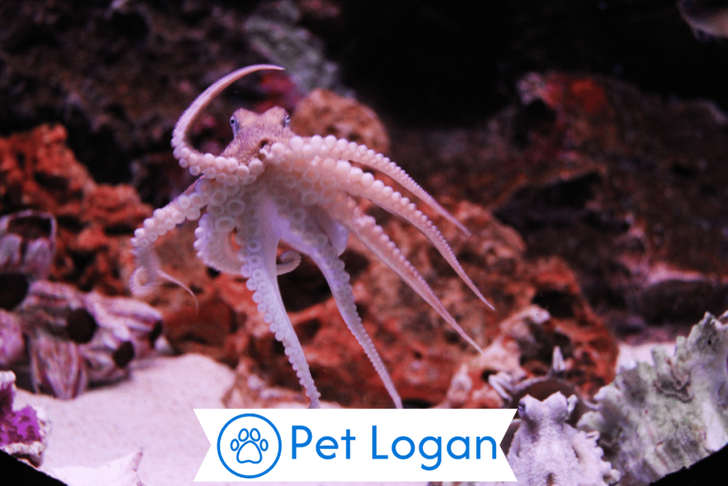 Unique Octopus Names