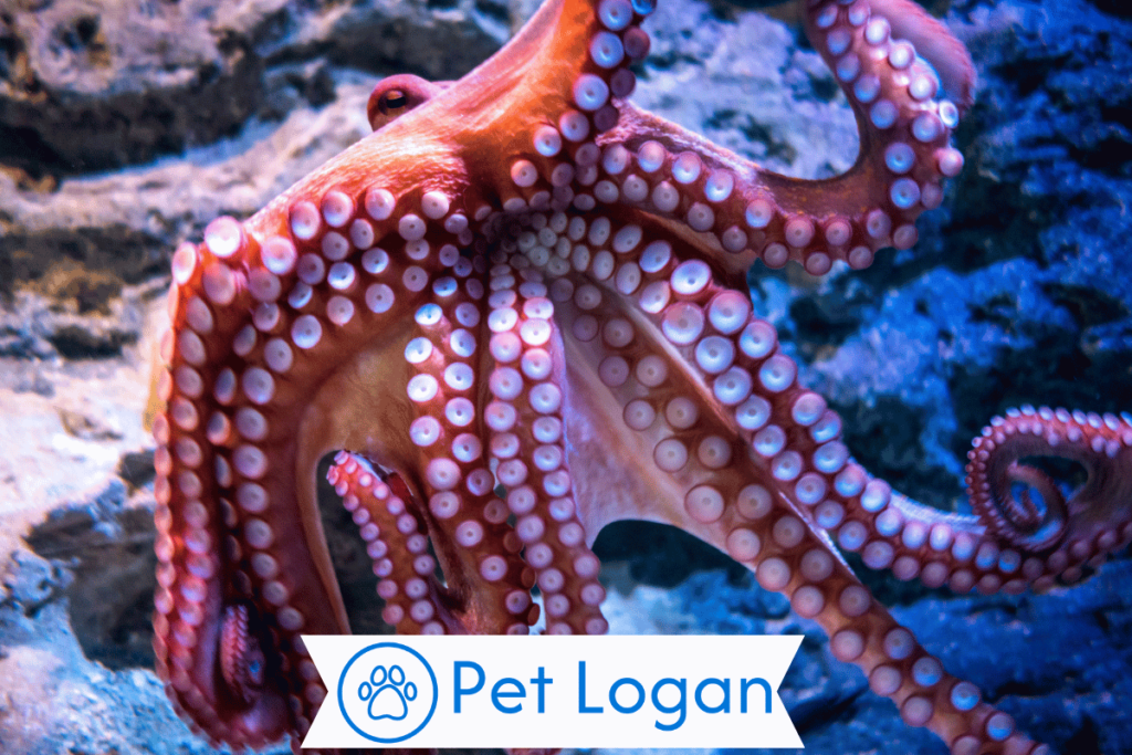 Cool Octopus
