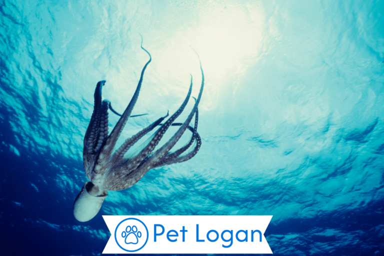 Octopus Names