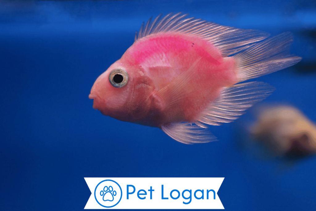 Male Pink Fish Names