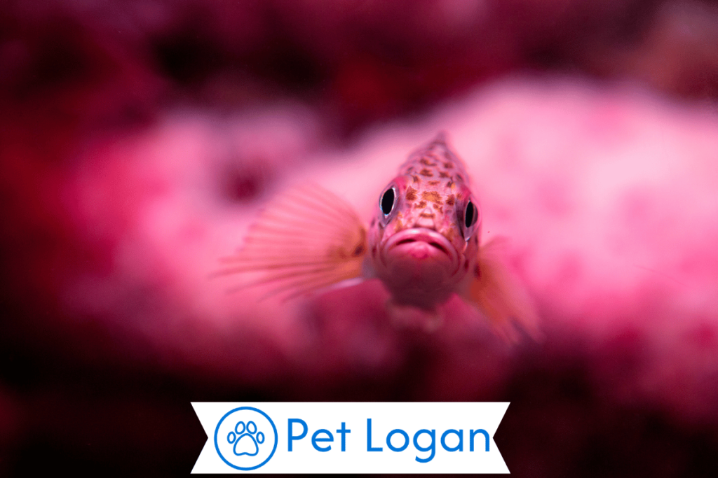 Cute Pink Fish