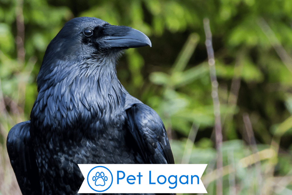 300+ Cool And Catchy Raven Names With Name Generator For Your Cool Buddy 2 Unique Raven Names