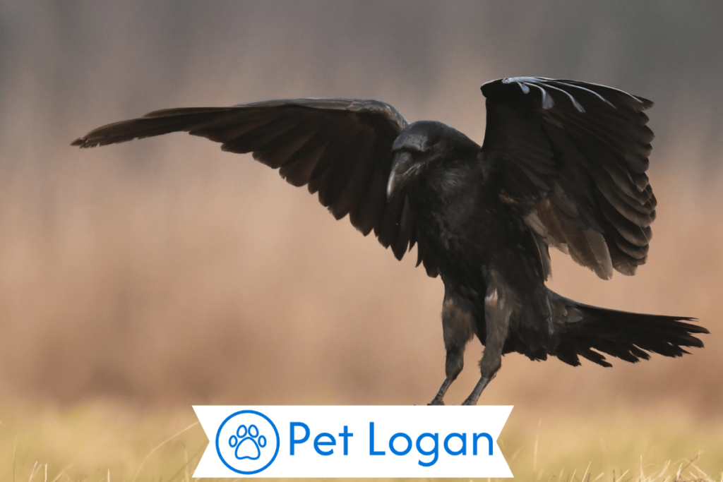 300+ Cool And Catchy Raven Names With Name Generator For Your Cool Buddy 1 Cute Raven Names
