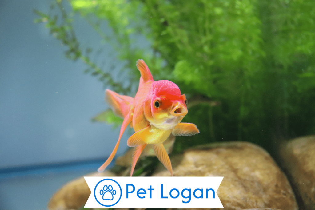 Unique Red FIsh