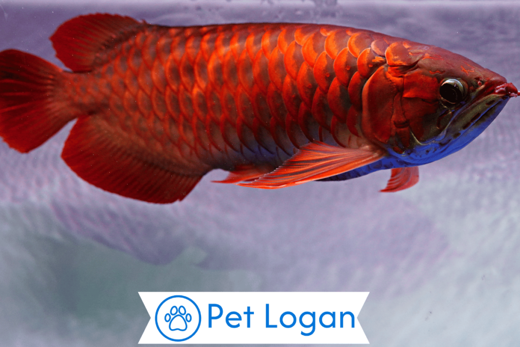 Cute Red Fish