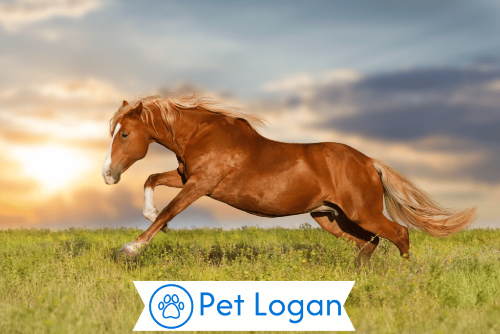 Unique Red Horse