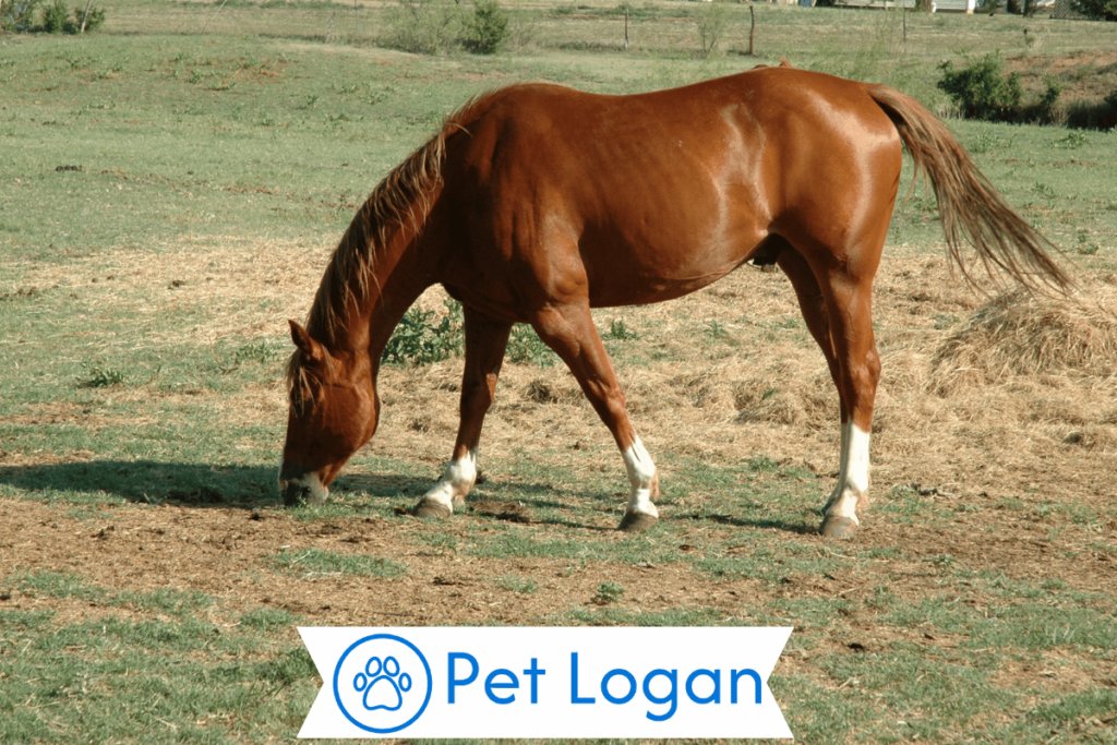 Female Red Horse