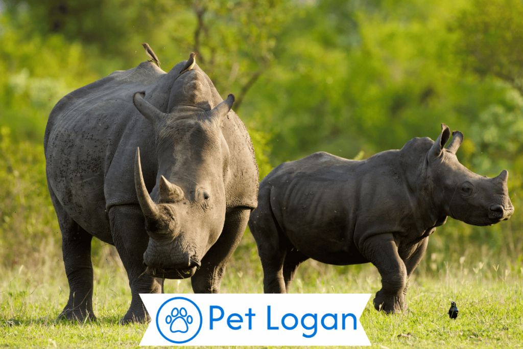 250+ Cool And Badass Rhinoceros Names With Name Generator 1 Rhinoceros Names