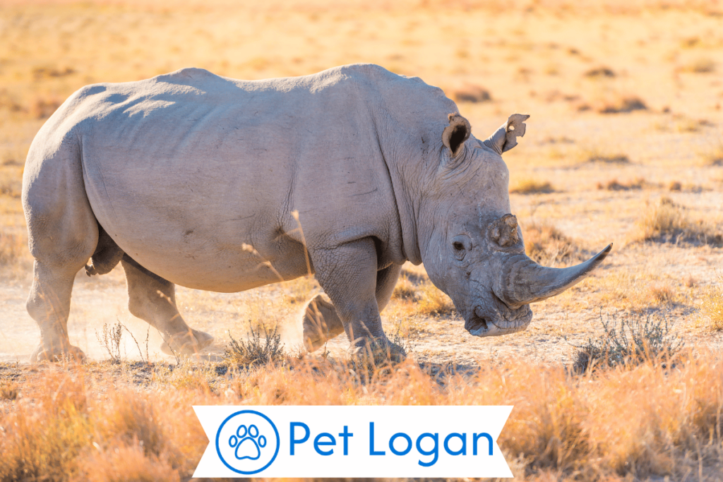 250+ Cool And Badass Rhinoceros Names With Name Generator 2 Unique Rhinoceros