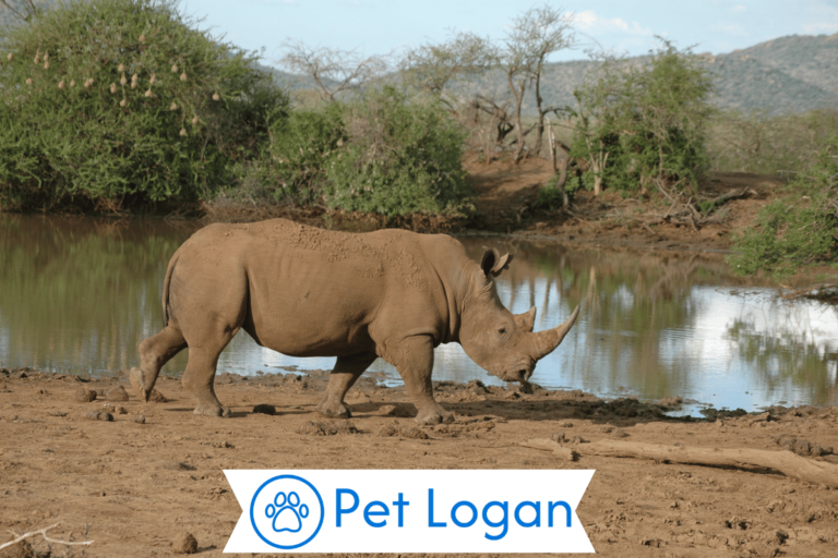 Rhinoceros Names