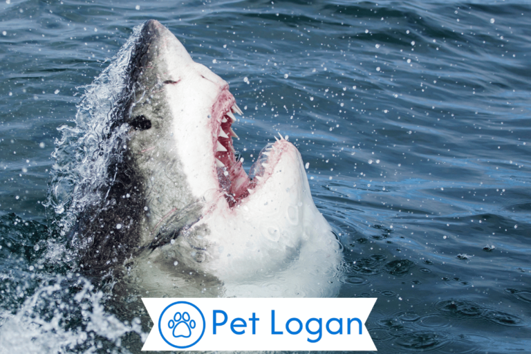 Shark Names