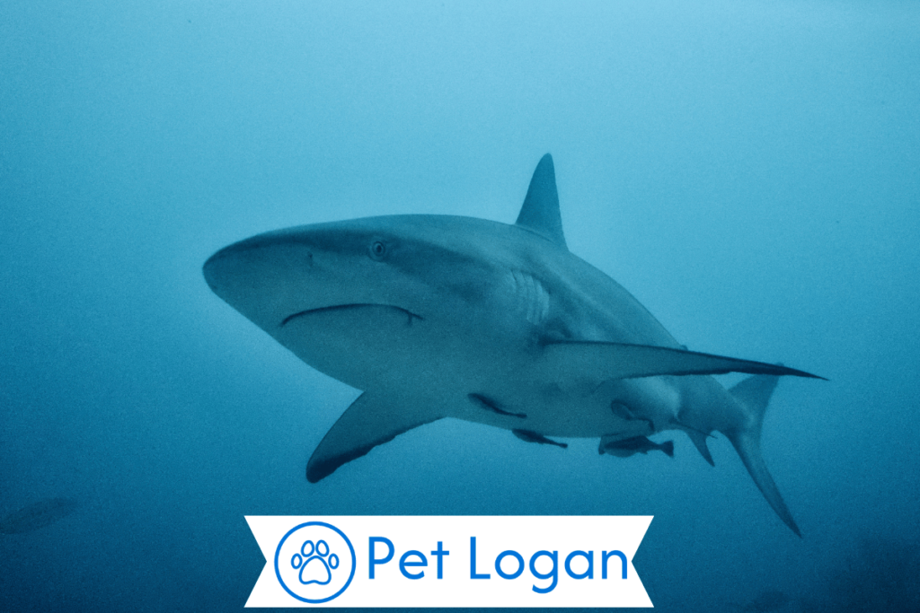 300+ Cool And Catchy Shark Names For Your Badass Buddy 1 Cute Shark Names