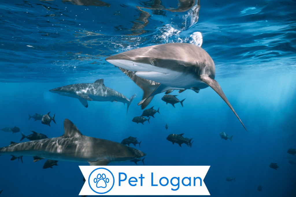 300+ Cool And Catchy Shark Names For Your Badass Buddy 2 Unique Shark Names