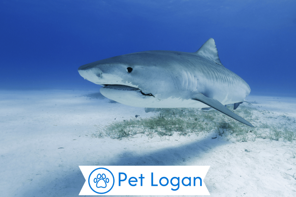 300+ Cool And Catchy Shark Names For Your Badass Buddy 3 Female Shark Names
