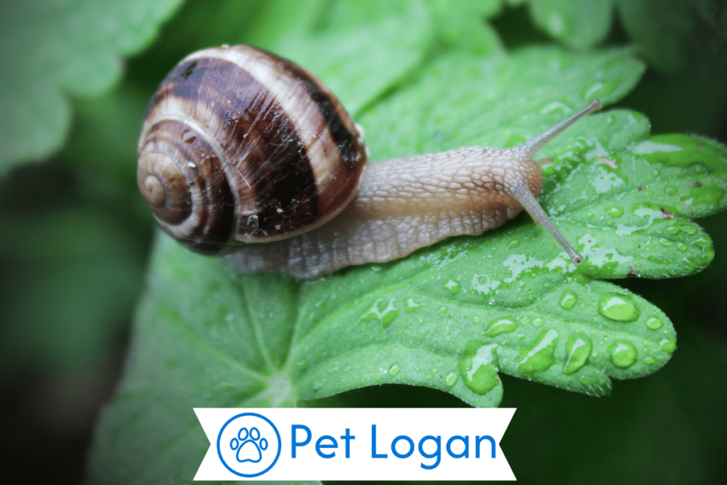 300+ Cute And Catchy Snail Names For Your Slow Buddy 2 Unique Snail Names