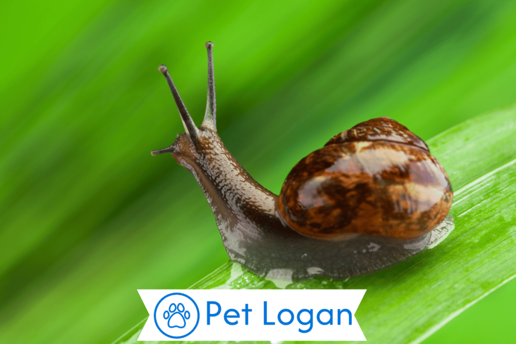 300+ Cute And Catchy Snail Names For Your Slow Buddy 3 Female Snail Names