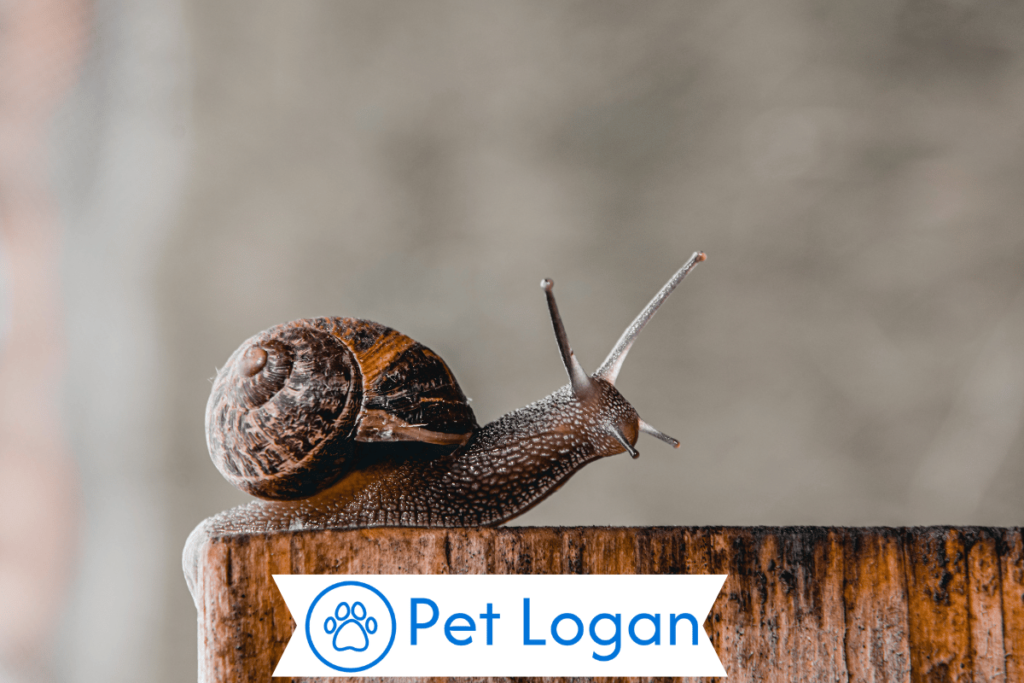 300+ Cute And Catchy Snail Names For Your Slow Buddy 1 Cool Snail Names