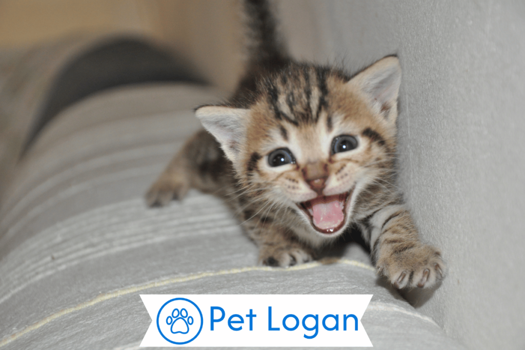 300+ Cool And Catchy Striped Cat Names For Your Cute Striped Cat 1 Cute Striped Cat