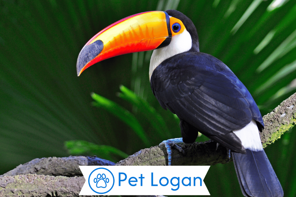 Unique Toucan Names
