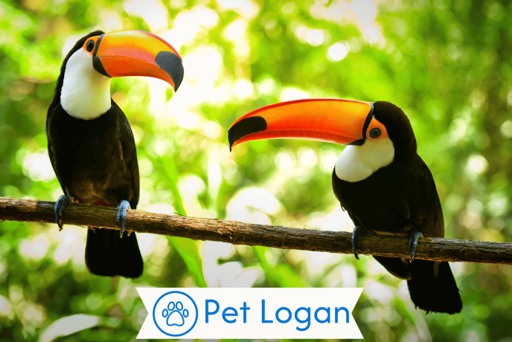 Cool Toucan Names