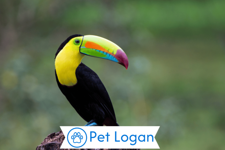 Toucan