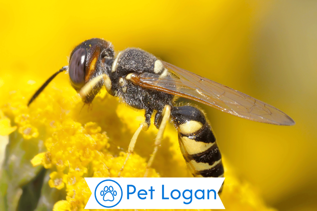200+ Cool And Funny Wasp Names For Your Viper Buddy 2 Unique Wasp Names